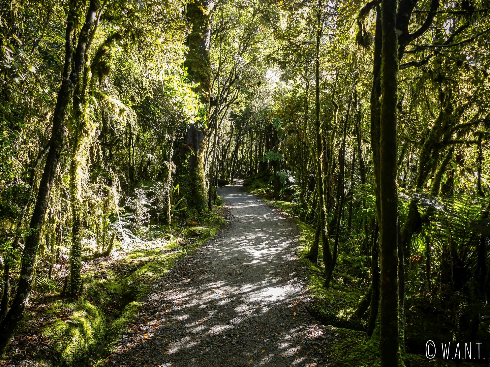 Randonnée à travers la végétation dense du lac Matheson en Nouvelle-Zélande