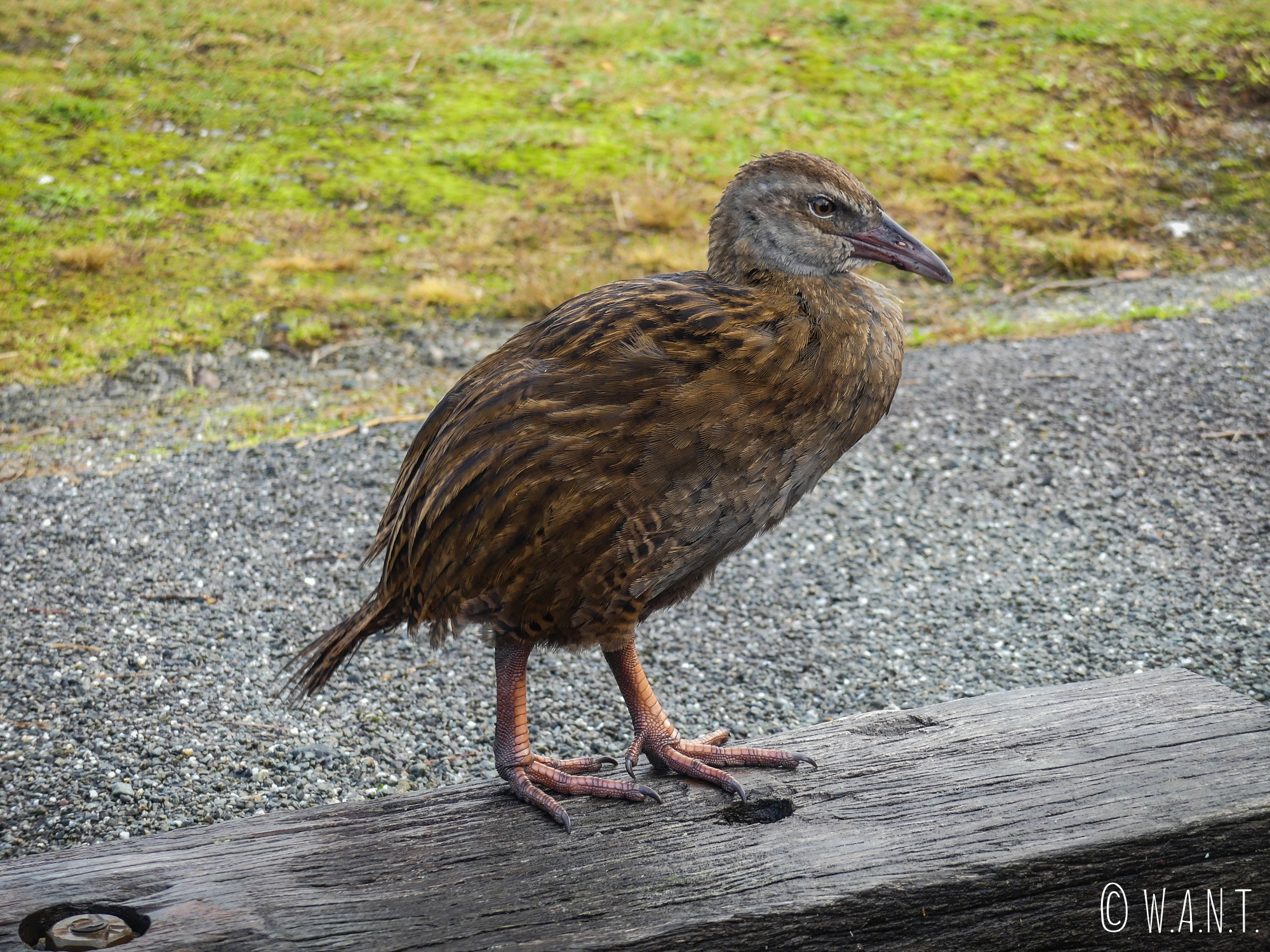 Rencontre avec cet oiseau local appelé Weka à Denniston en Nouvelle-Zélande