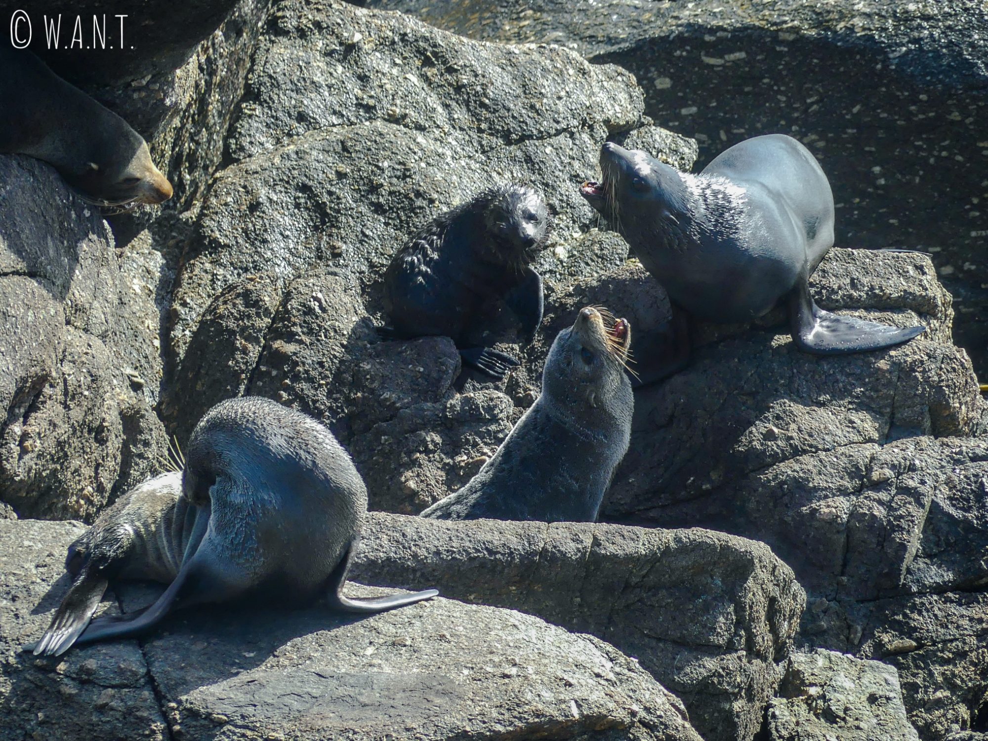 Une colonie de phoques est installée à Tauranga Bay en Nouvelle-Zélande