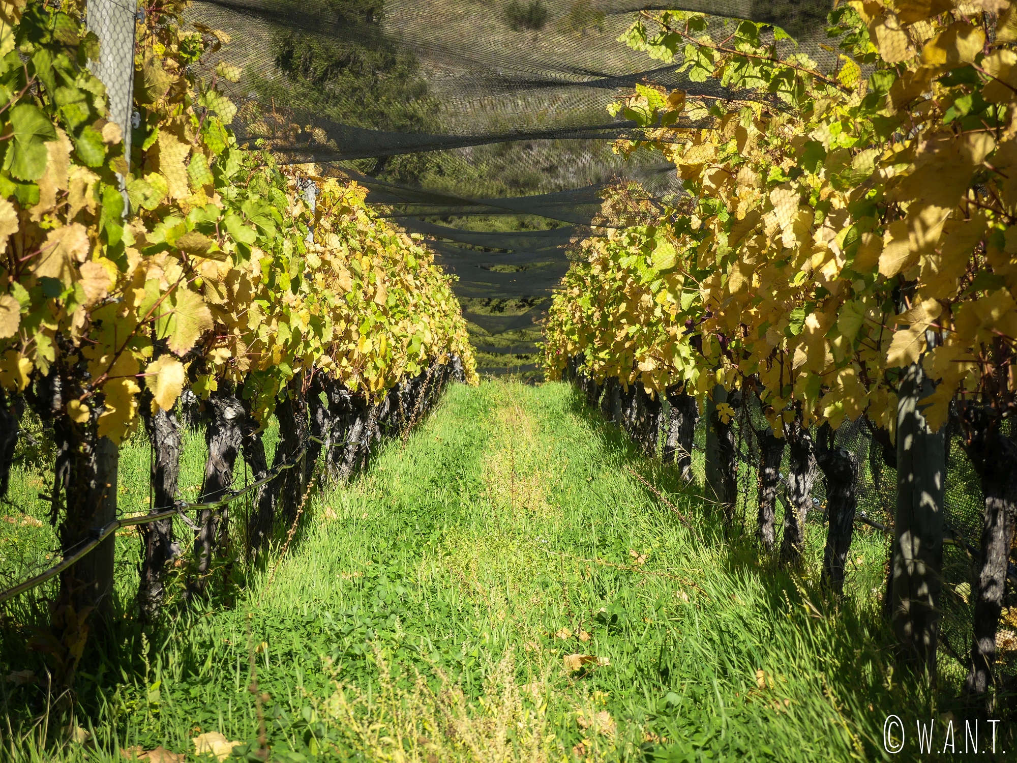 Au cœur des vignes du domaine Rippon à Wanaka en Nouvelle-Zélande