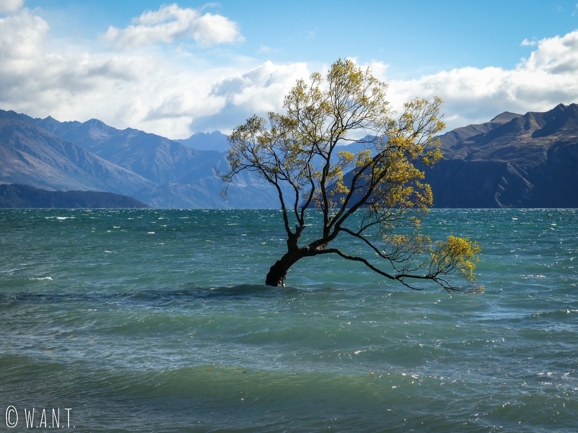 Plus célèbre arbre de Wanaka en Nouvelle-Zélande