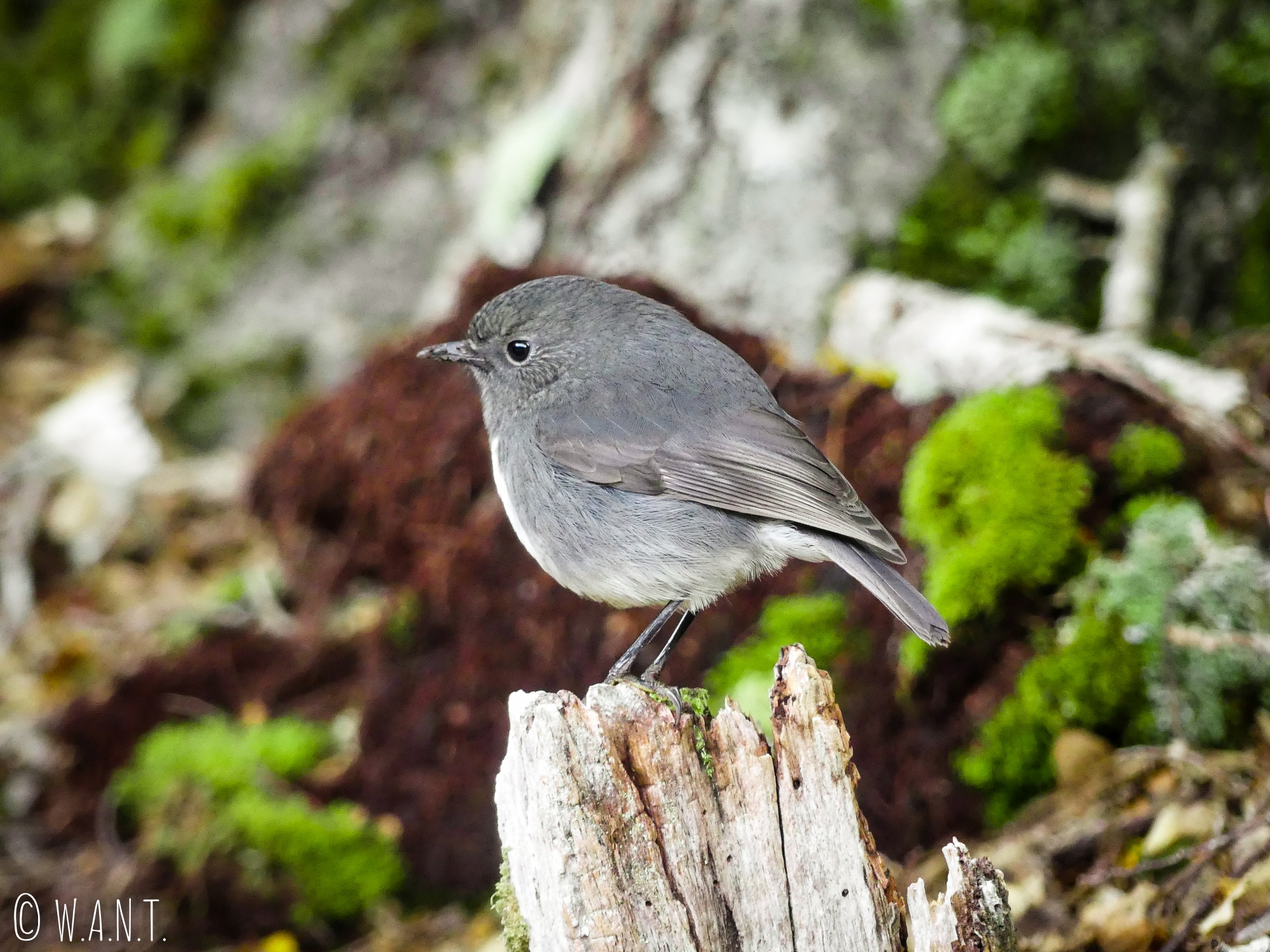 Benjamin rêve d'apprivoiser les petits oiseaux que nous rencontrons à Te Anau en Nouvelle-Zélande