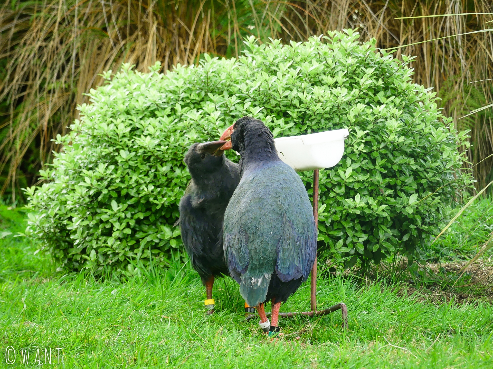 Couple de Takahé au Bird Sanctuary de Te Anau en Nouvelle-Zélande