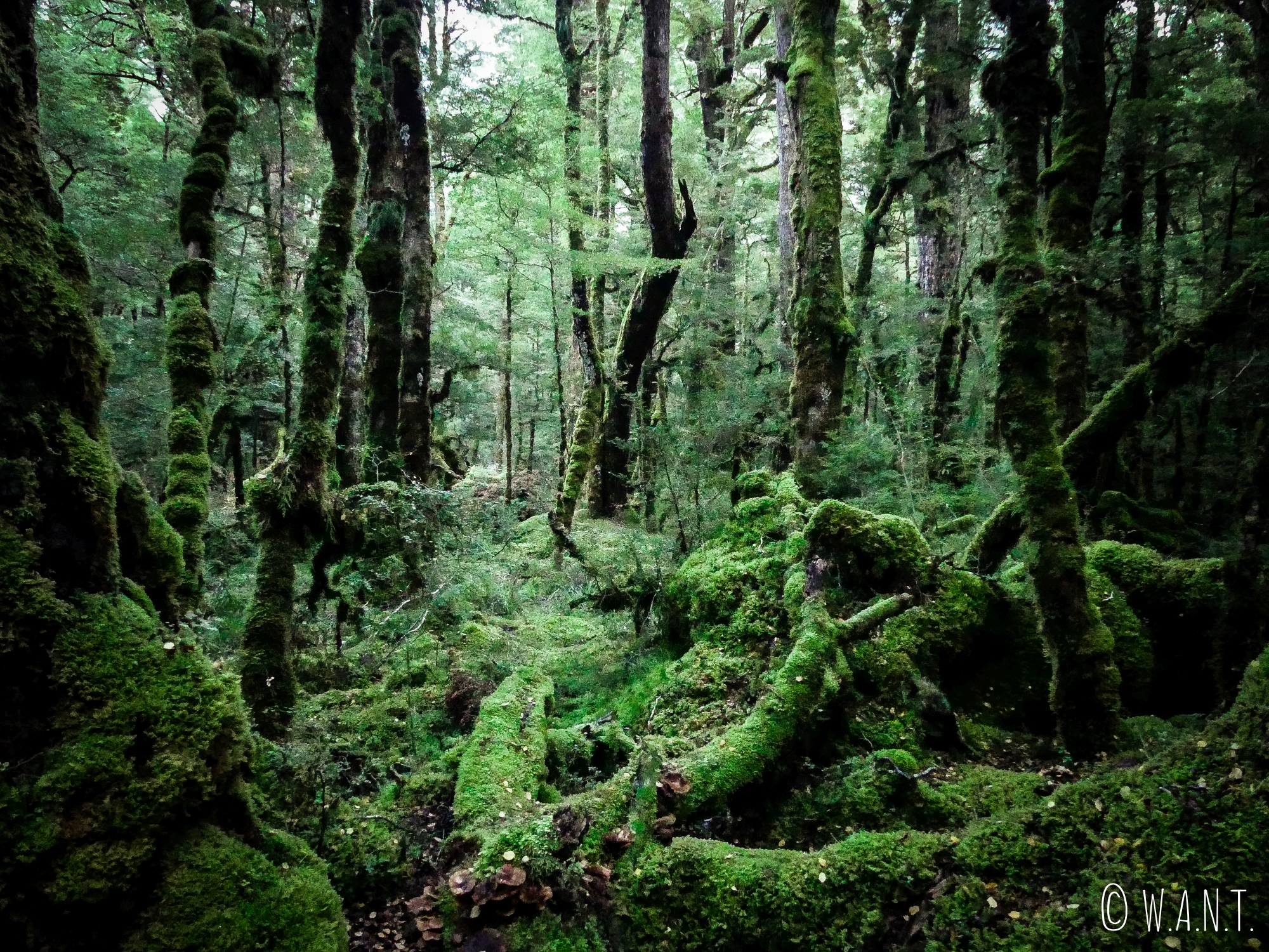 Forêt autour du Gunn Lake au petit matin en Nouvelle-Zélande