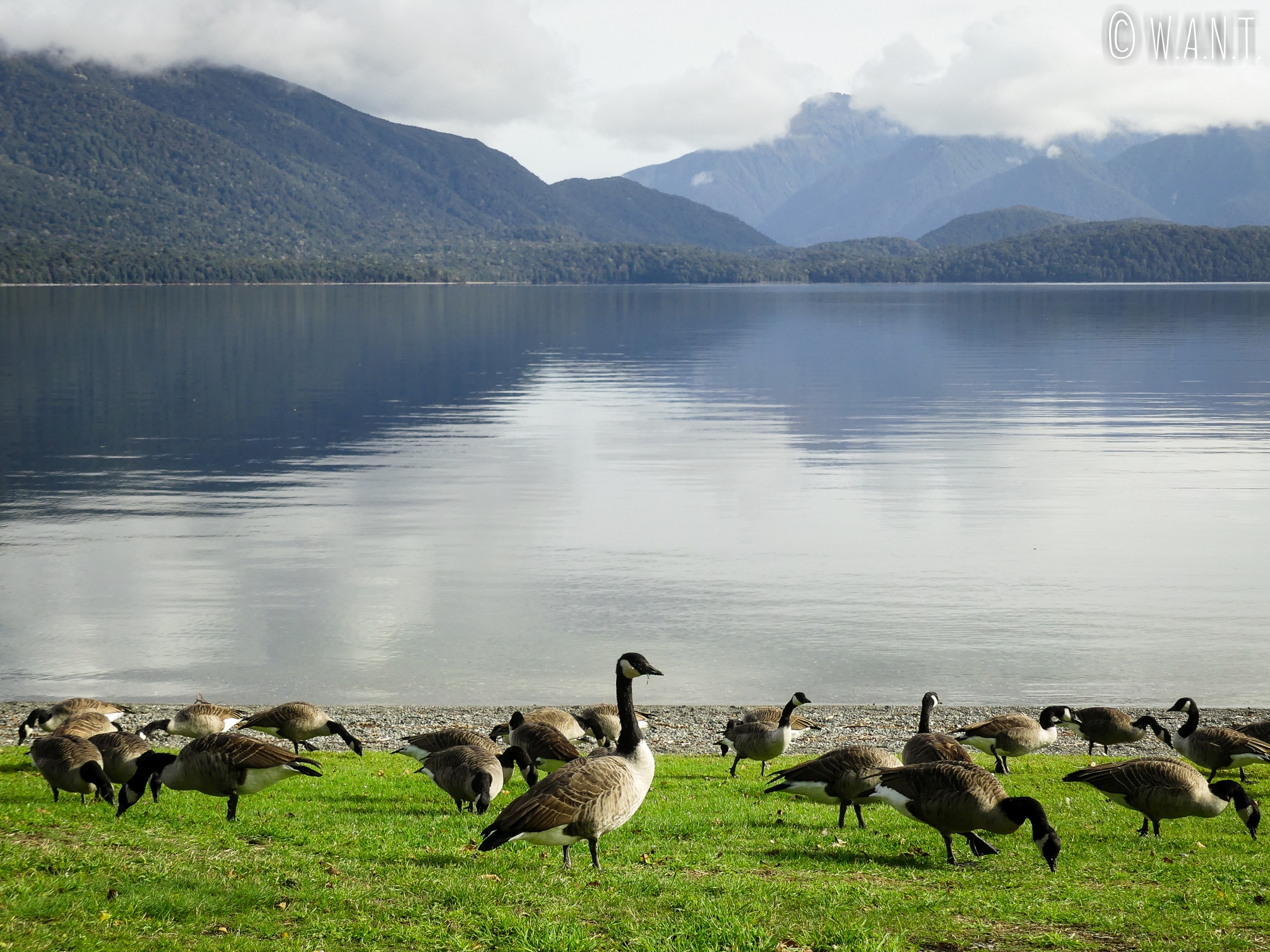 Les bernaches ont élu domicile au bord du lac de Te Anau en Nouvelle-Zélande
