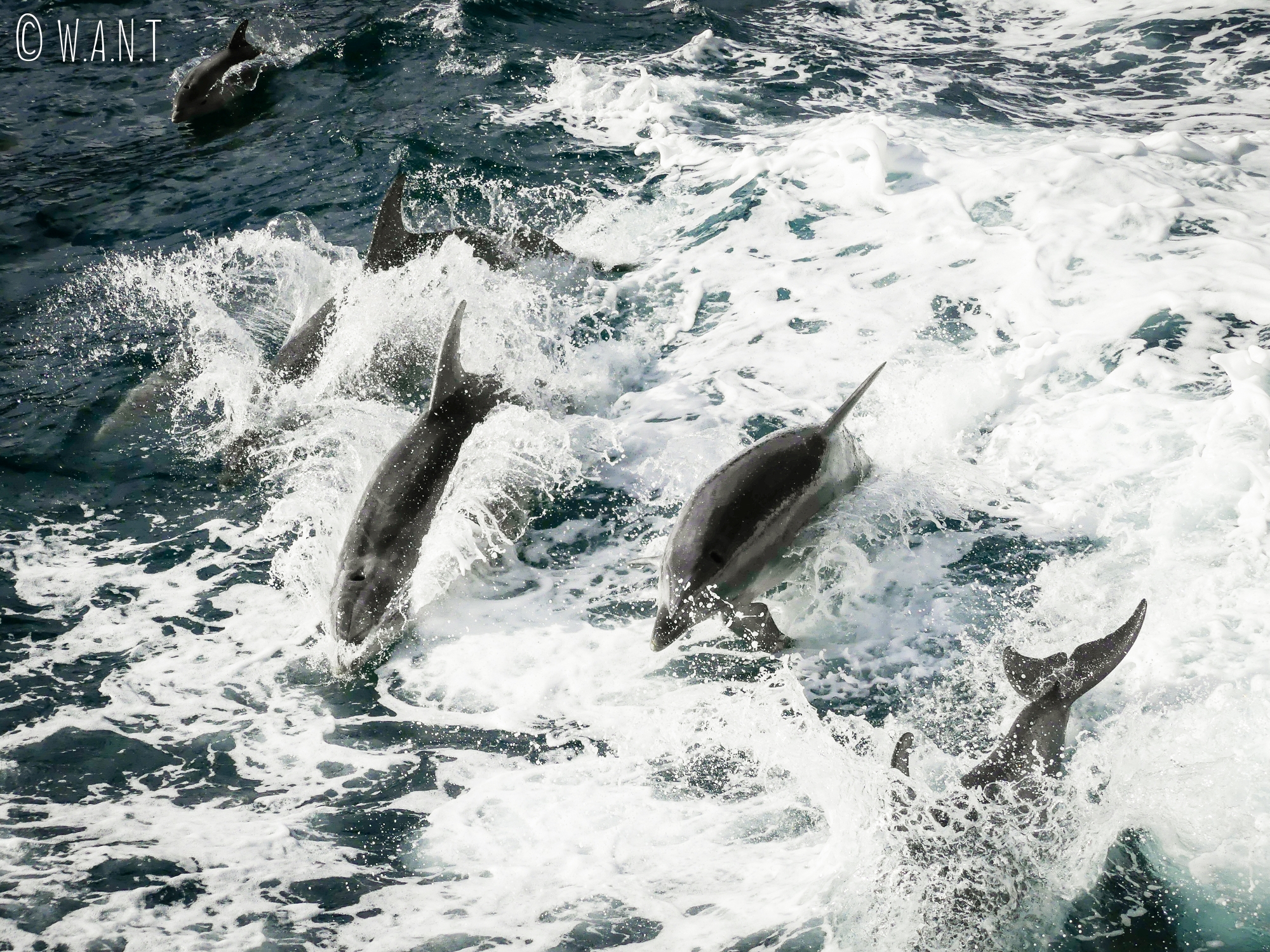 Les dauphins s'amusent dans les vagues de notre bateau durant notre croisière sur le Milford Sound en Nouvelle-Zélande