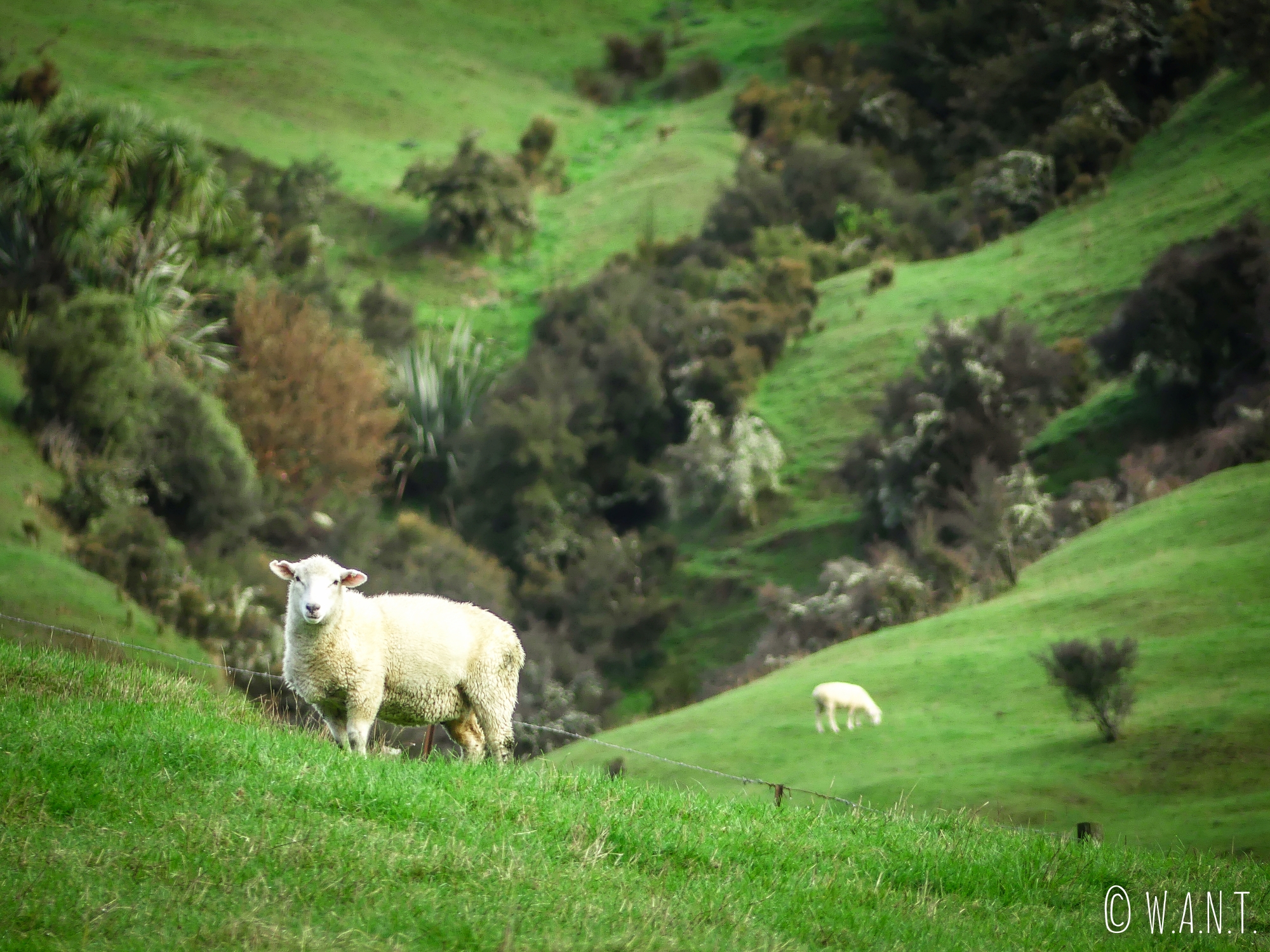 Mouton sur le long de la route en Nouvelle-Zélande