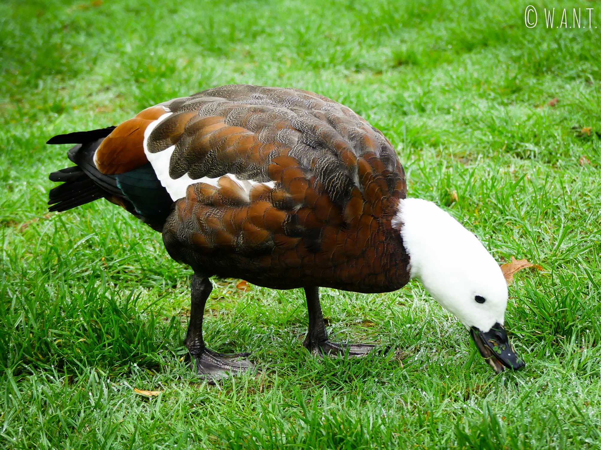 Nous observons les oiseaux du Bird Sanctuary de Te Anau en Nouvelle-Zélande