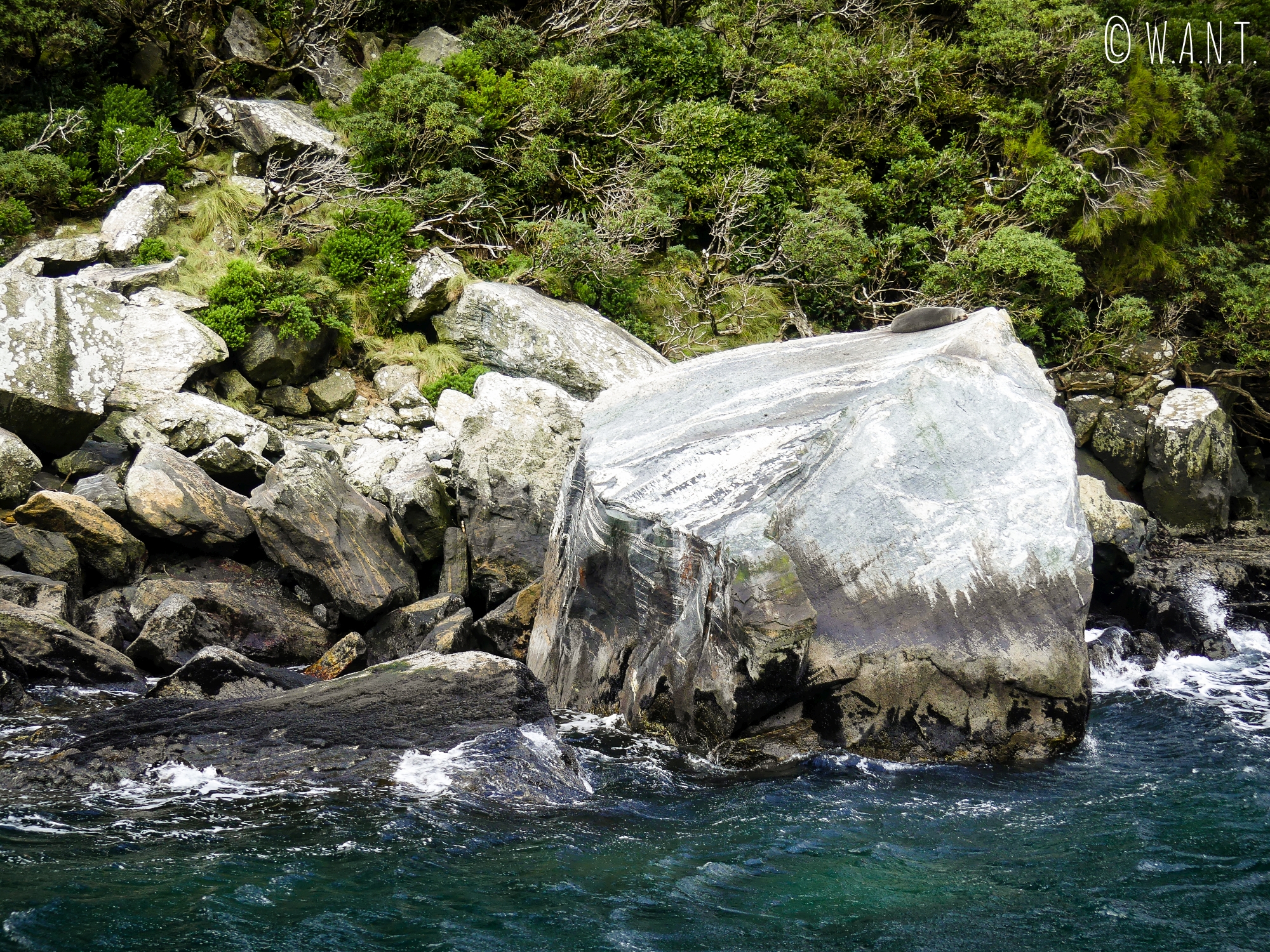 Phoque installé sur un rocher observé durant notre croisière sur le Milford Sound en Nouvelle-Zélande