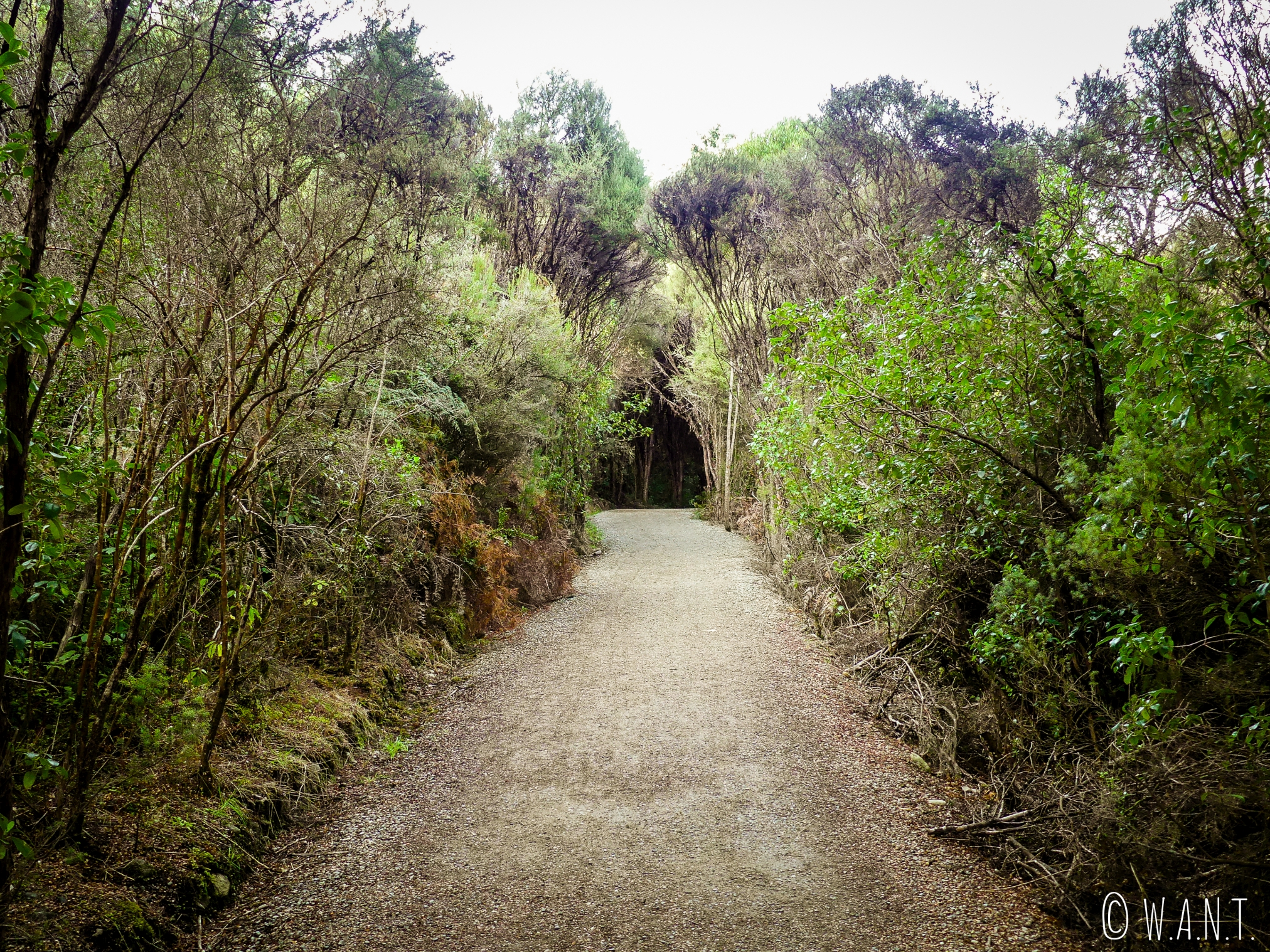 Promenade en sous-bois dans la ville de Te Anau en Nouvelle-Zélande