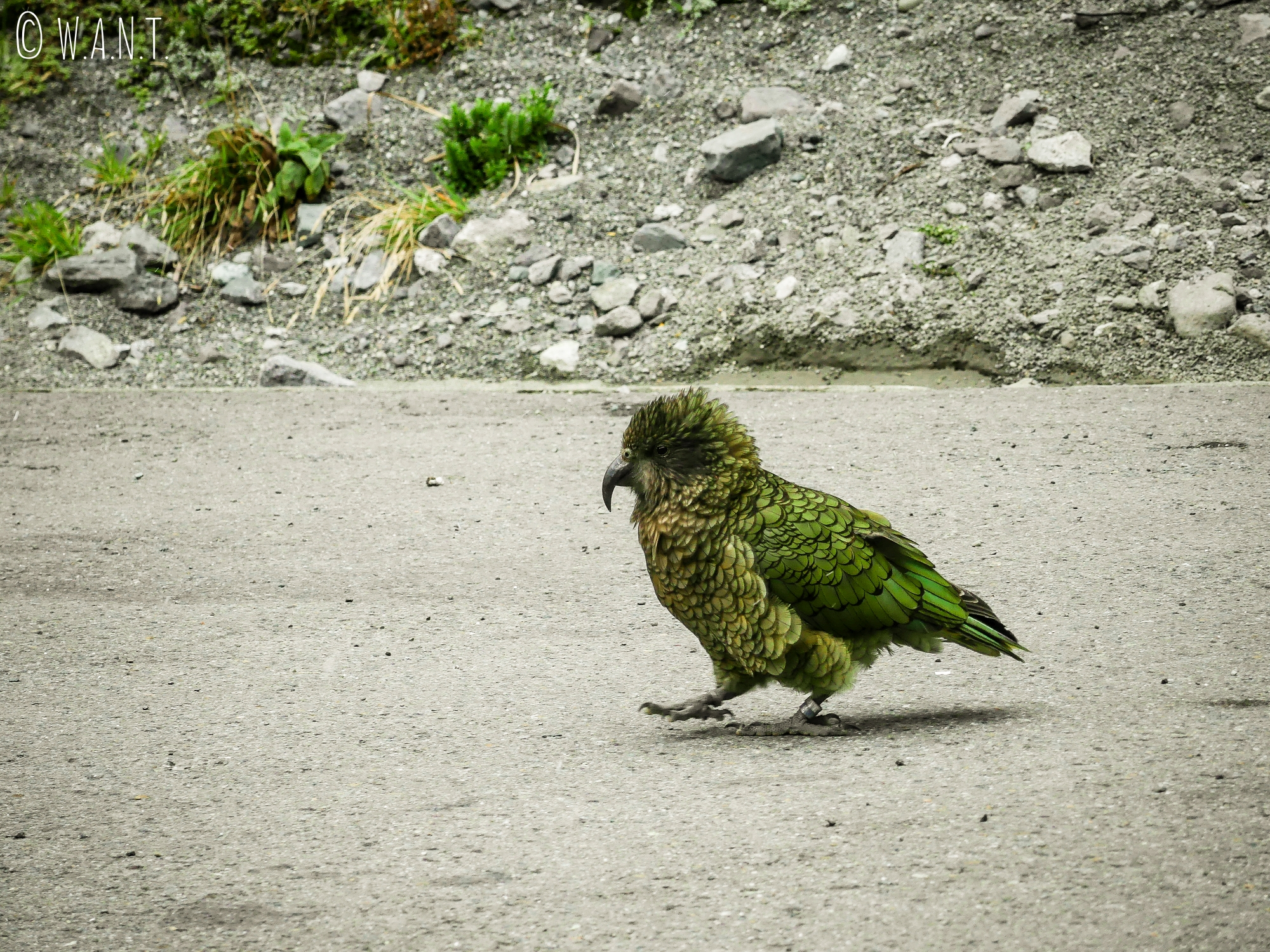 Rencontre avec un kéa sur la route de Milford Sound en Nouvelle-Zélande