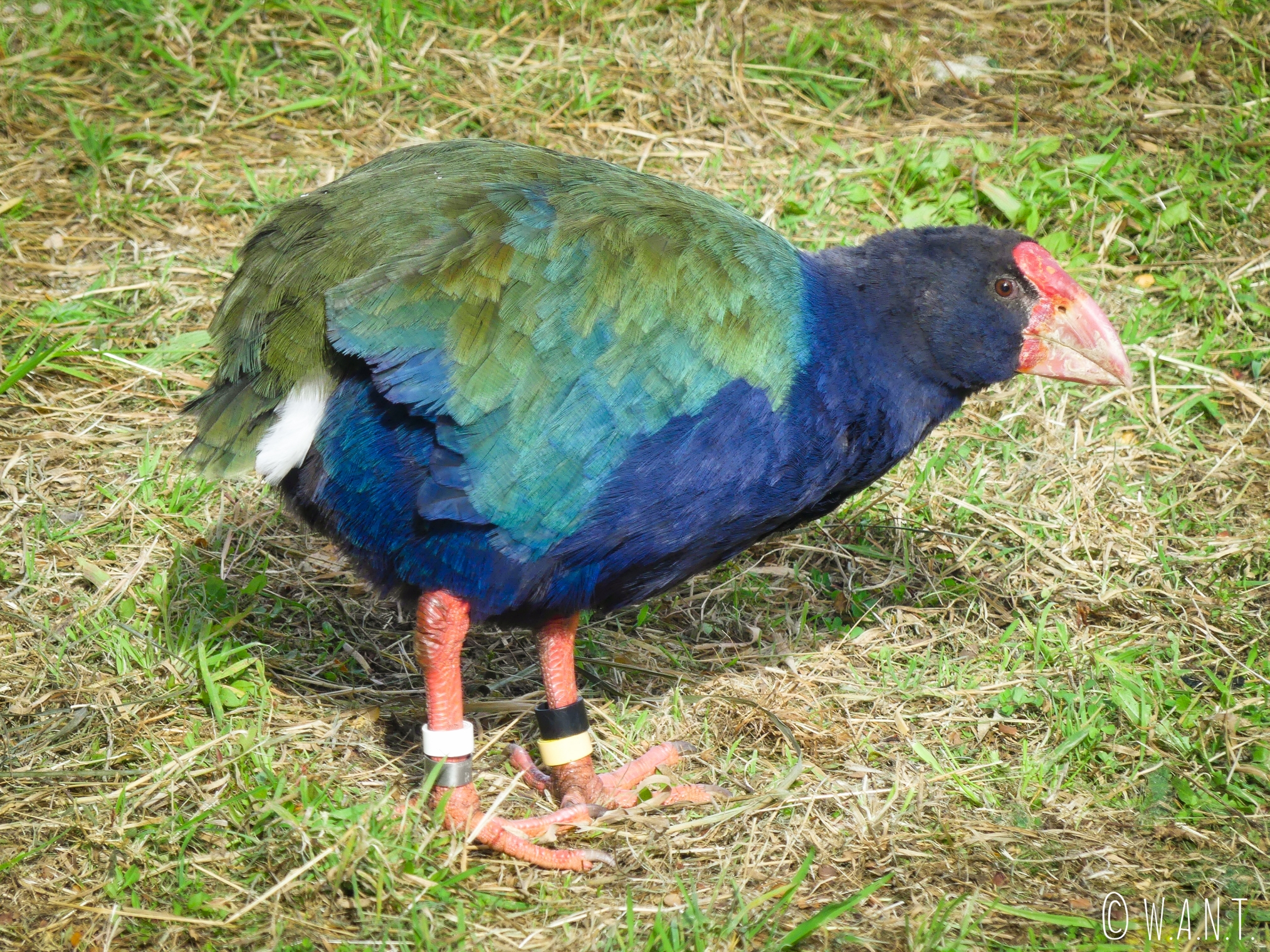 Takahé observé au Bird Sanctuary de Te Anau en Nouvelle-Zélande
