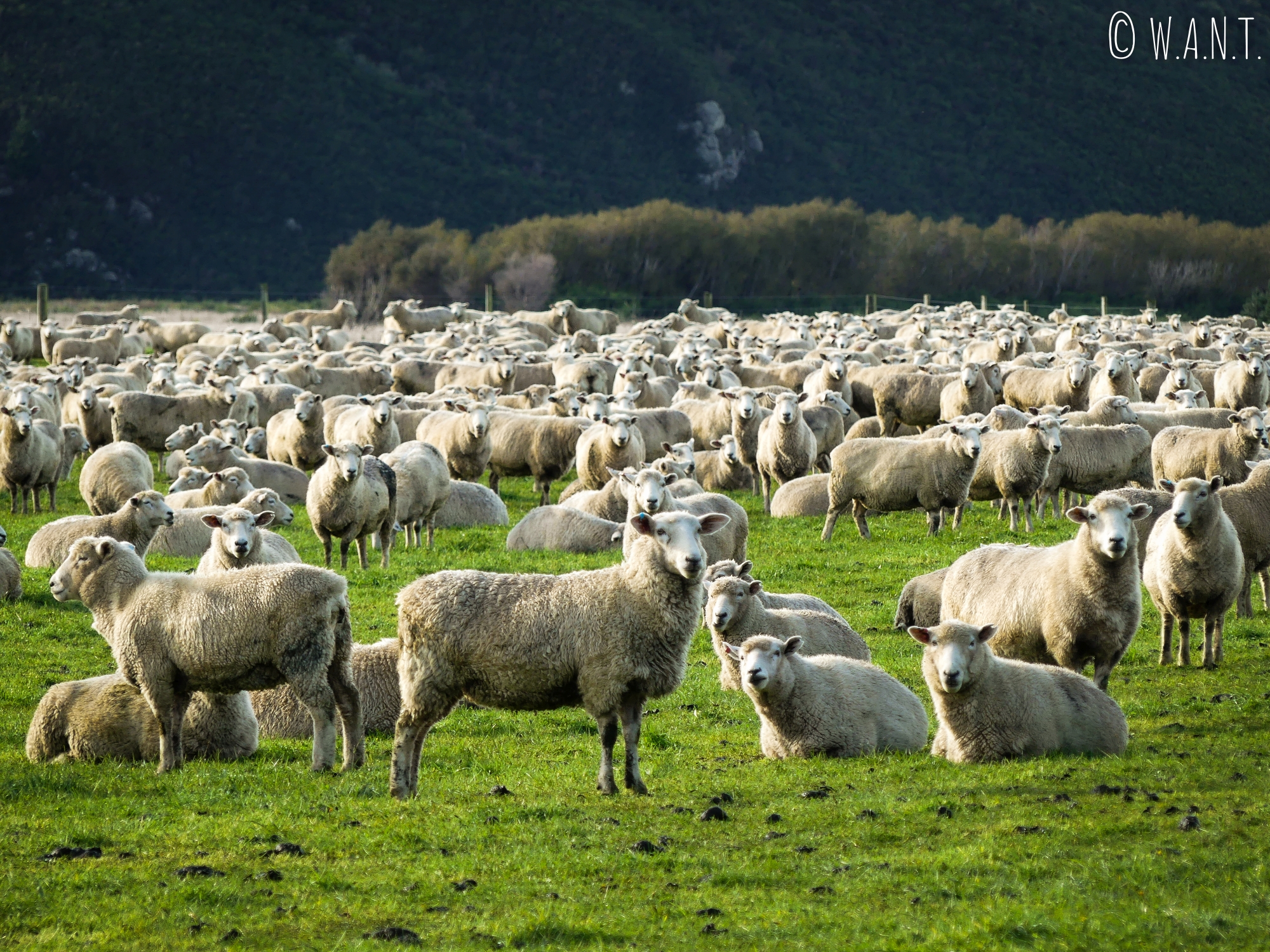 Troupeau de moutons sur la route menant à Te Anau en Nouvelle-Zélande