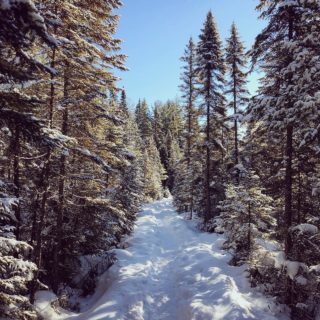🇫🇷 Petite marche en forêt dans l’Algonquin 🇬🇧 Hiking trail in Algonquin Park